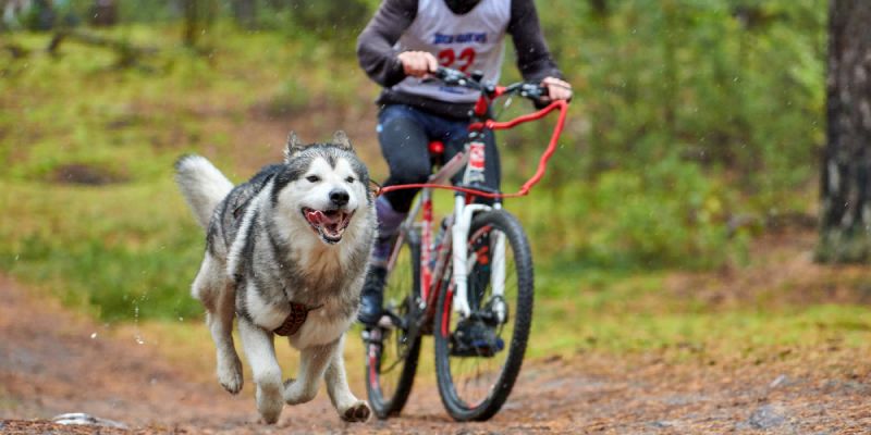 Age Limit for Bikejoring Dogs: What You Need to Know