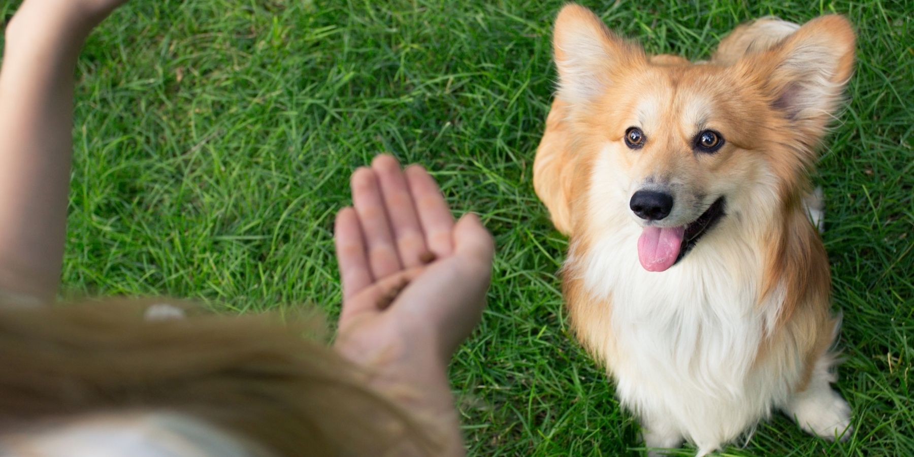 The Ultimate Guide to Adopting a Deaf Dog: What You Need to Know