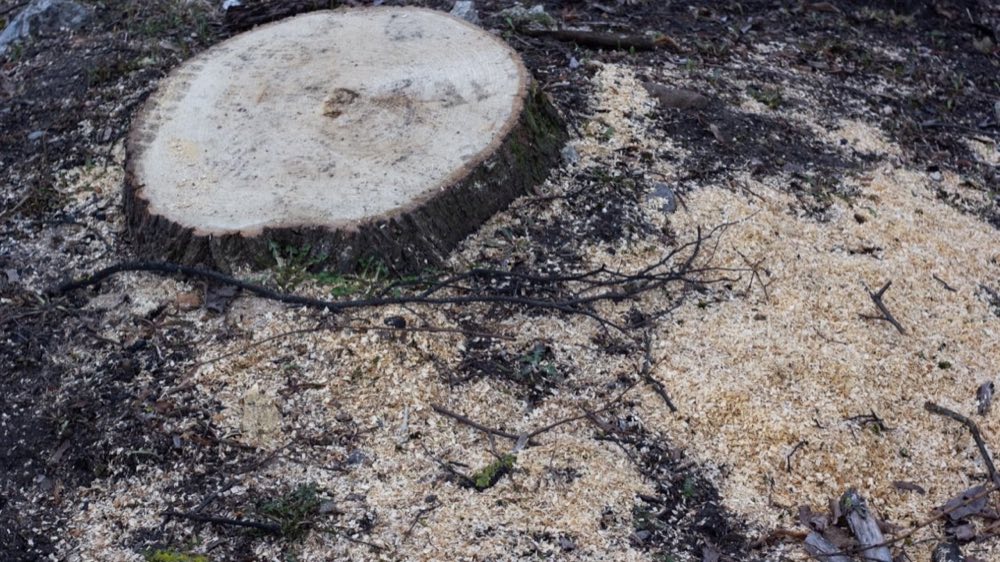 Stump Grinder Teeth Keep Wearing Out? Check These Three Things First